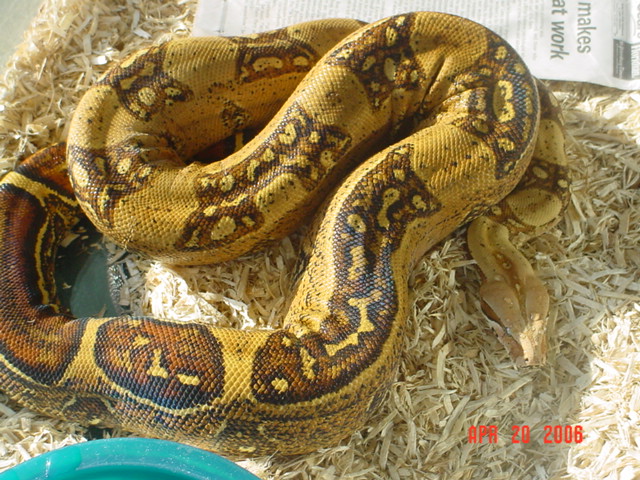03' 0.1 ABB poss. Het. Albino