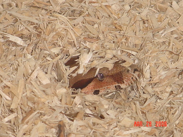 Peek-A-Boo