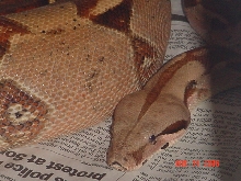 03 0.1 Sib