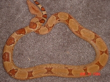 1.0 Hypo