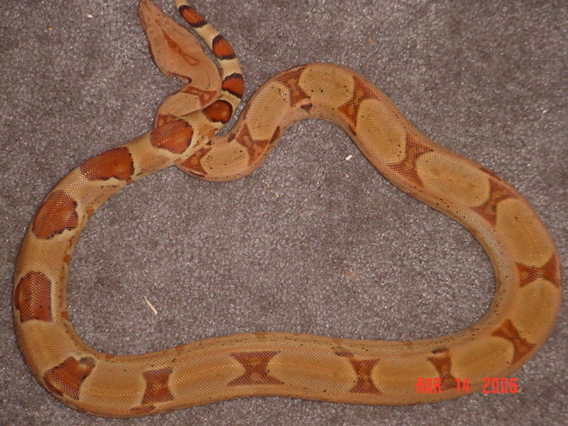 1.0 Hypo