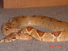 1.0 Hypo