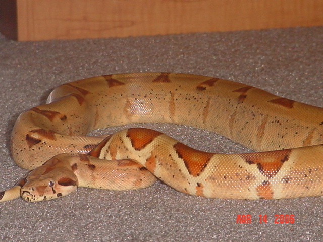 1.0 Hypo