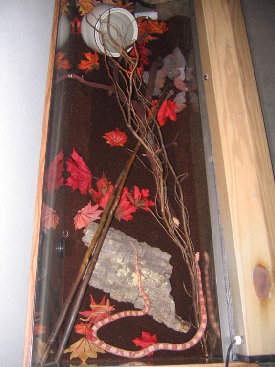 cornsnake left