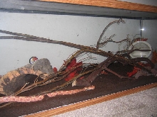 cornsnake front