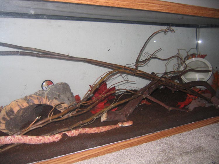 cornsnake front