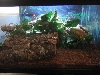 ball python front