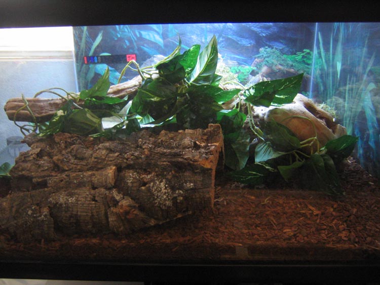 ball python front