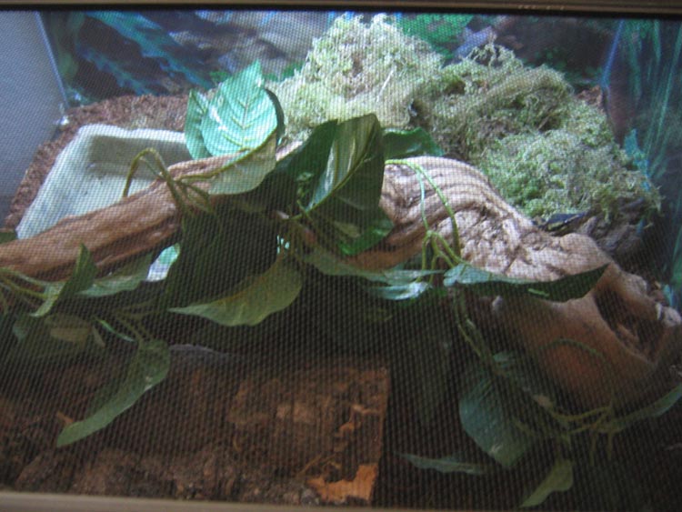 ball python top