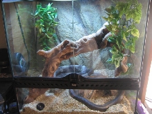 rosy boa