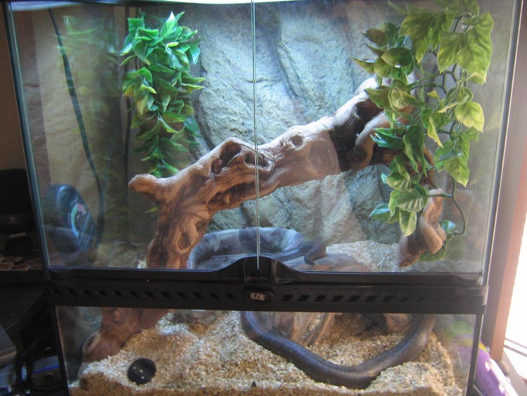 rosy boa