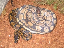 ball Pythons