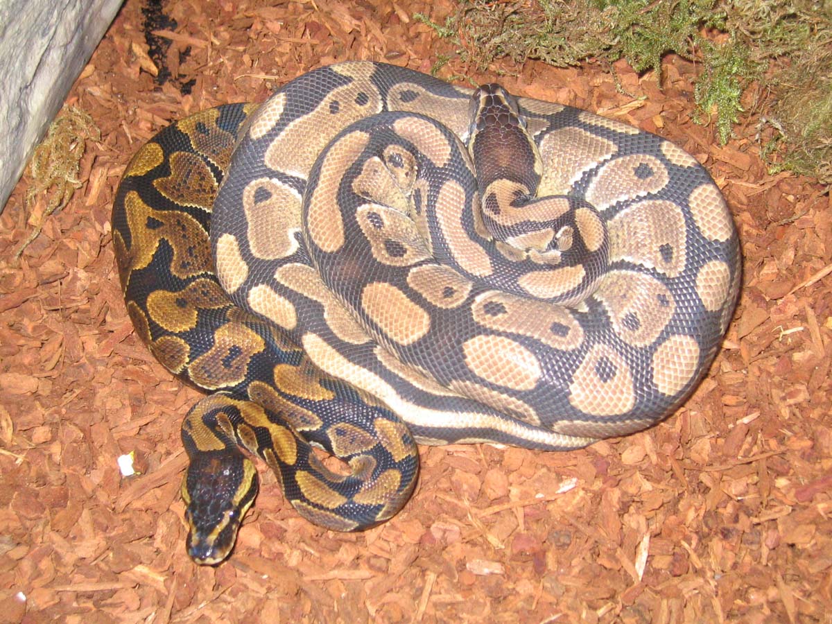 ball Pythons
