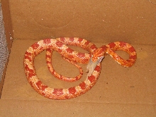 CornSnakeRat