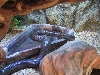 RosyBoa