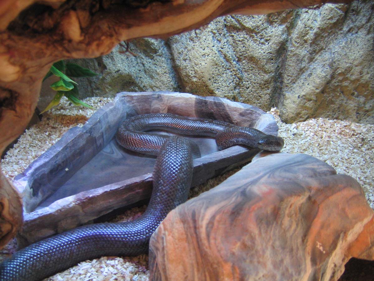 RosyBoa