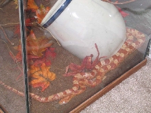 CornSnake