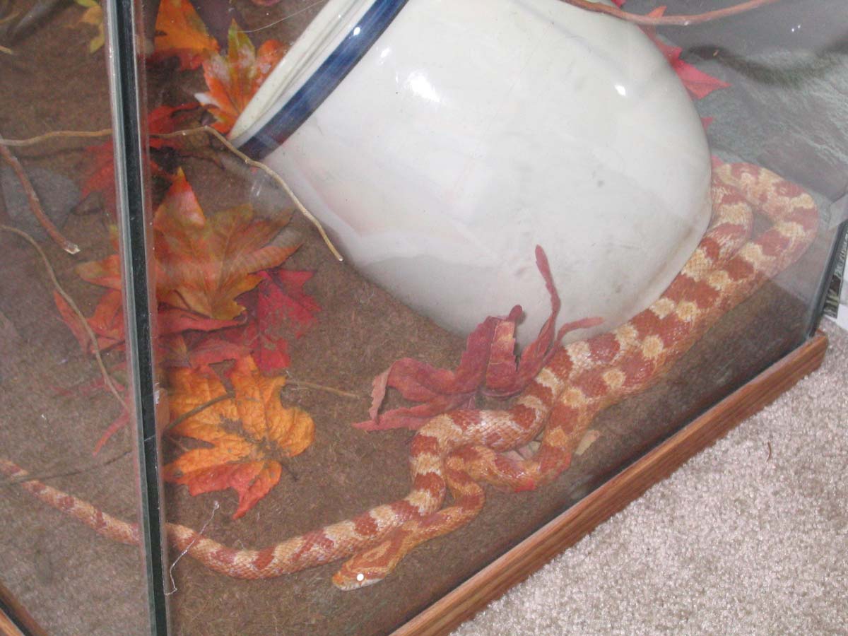 CornSnake