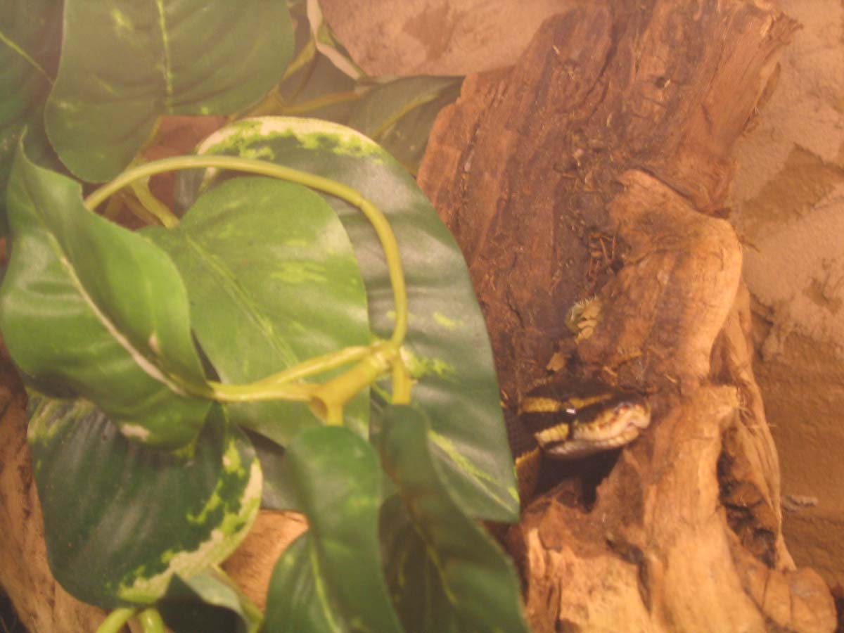 hanging out