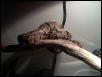 Ball Basking