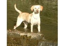 Lola pre pups