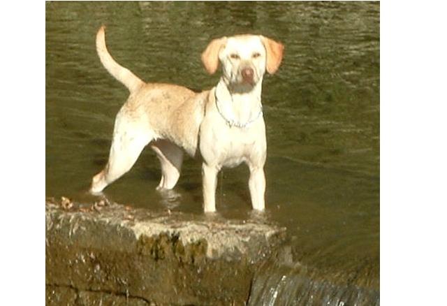 Lola pre pups