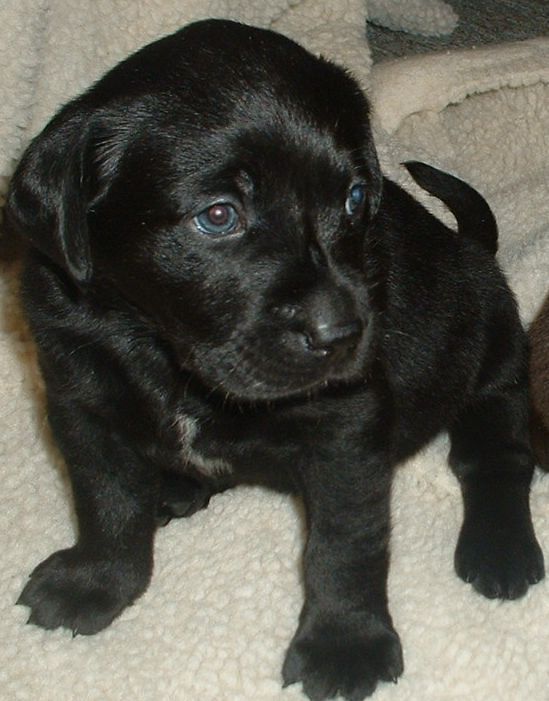 Lola's pup Layla