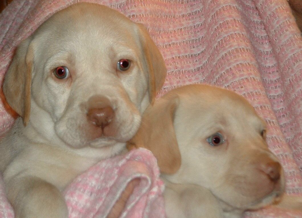 Lola's pups Linus and Lisal