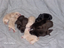 Lola's pups