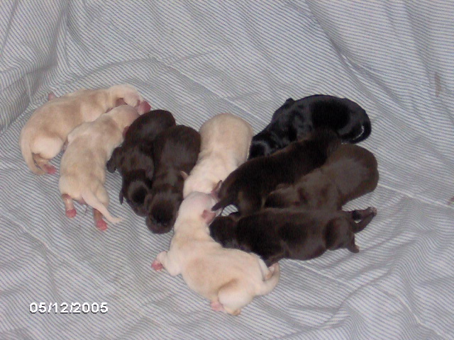 Lola's pups