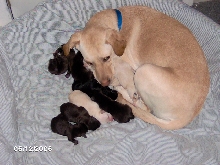 lola and pups day 2
