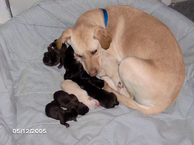 lola and pups day 2