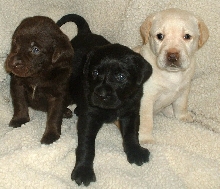 Chocolate, Yellow and Black Lab puppies