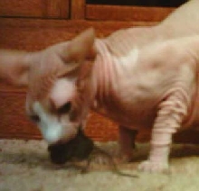 Cat & Mouse