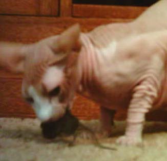 Cat & Mouse