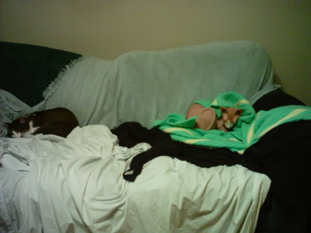Cat Nap