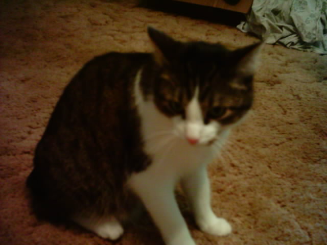 Max the Manx