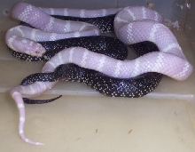 Black King X albino Cal King