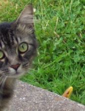 Cat finds Yellow Rat