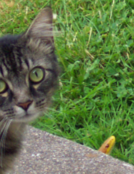 Cat finds Yellow Rat