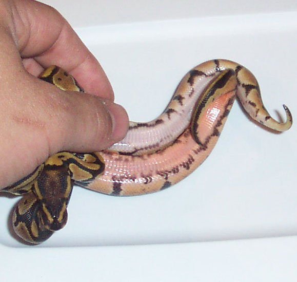 Redbelly Ball
