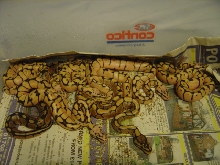 lemon bee clutch
