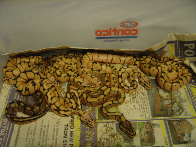 lemon bee clutch