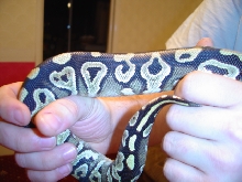 mojave