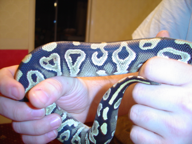 mojave