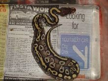 mojave female