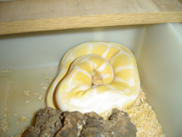 Albino female