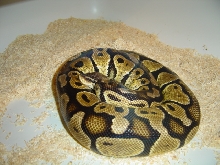 Graziani pastel female