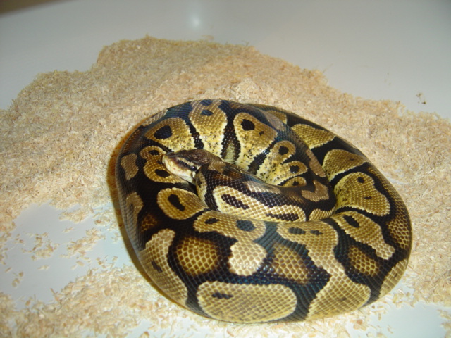Graziani pastel female