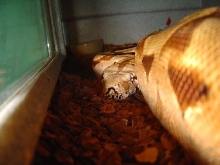 Gee line hypo female